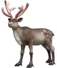 Schleich WILD LIFE 75004, età consigliata: 3 anni e oltre, Anteprima dell’immagine prodotto 1