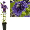 Clematis Multi Blue – Gefüllte Waldrebe | winterharte Produktbild-Vorschau 2