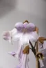 Paulownia Probierpaket - 4 verschiedene Paulownia zum Produktbild-Vorschau 2