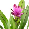 Kurkuma - Curcuma - Höhe ca. 55 cm, Topf-Ø 14 cm Produktbild-Vorschau 5