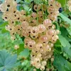 Ribes rubrum 'Witte Hollander' Weiße Johannisbeere, 2 Liter Produktbild-Vorschau 1