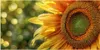 Küchenrückwand Spritzschutz Glas mit Motiv Sonnenblume Produktbild-Vorschau 3