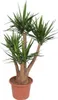 Riesen – Palmlilie – Yucca Elephantipes verzweigt – Produktbild-Vorschau 1
