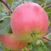 Rubinola (S) roter süßsäuerlicher Apfel Buschbaum 110-140 Produktbild-Vorschau 2