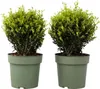Two potted plants are shown against a white background. Produktbild-Vorschau