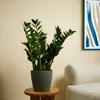 Bloomique - 2er Set - Zamioculcas Zamiifolia - Glücksfeder Produktbild-Vorschau 4