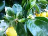 beste Sorte: Bonsai Meyer Meyerii Zitrone echter Produktbild-Vorschau 5