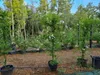 Solanum jasminoides 150-200 cm Jasmínovec květnatý Náhled obrázku produktu 2