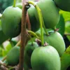 Aktinidia Issai ostrolistna obupłciowa 2L Podgląd zdjęcia produktu 1