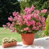 Bakker.com - Lagerströmie rosa, Der topf / Ø 9cm / Produktbild-Vorschau 8