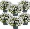 6er-Set - Campanula Ambella White - Glockenblume - Produktbild-Vorschau 1