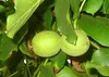 Two unripe walnuts are shown hanging from a tree branch, surrounded by green leaves. Produktbild-Vorschau