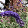 Buddleja Empire Blue - Cespuglio estivo di lilla/farfalle - Anteprima dell’immagine prodotto 4