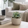 Agave potatorum variegata - Agave - Zeldzaamheid - 13 cm Productafbeelding-voorbeeld 2