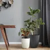 Two potted plants are placed on a wooden floor next to a wooden table, with a gray curtain in the background. Voir les images du produit