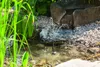 A small solar-powered fountain in a garden pond with reeds and rocks. Produktbild-Vorschau