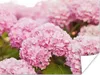MuchoWow® Poster Busch - Blumen - Rosa - Hortensie 120x90 Produktbild-Vorschau 1