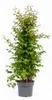 Kolkwitzie 80-100 cm, im Topf - Kolkwitzia amabilis Produktbild-Vorschau 1