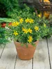 Hypericum perforatum, Johanniskraut, gelb, ca. 9x9 cm Topf Produktbild-Vorschau 2
