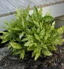 Japanische Aukube ´VARIEGATA´ 15-20 cm, Cont. 2,5 l Produktbild-Vorschau 3