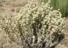 SAFLAX - Majorán španielsky - Thymus mastichina - 250 Náhľad obrázku produktu 5