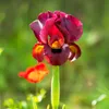 Kosatec Kaempferův červený FloraSelf Iris kaempferi 'Ann Náhled obrázku produktu 2