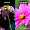 Blumendünger - Dünger für gesunde Blumen – 3 Kg / Produktbild-Vorschau 3