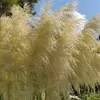 Witte Pluim Büschelgras weiß, Herbstblüher, 2L Topf, bis 2m Produktbild-Vorschau 4