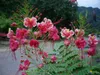 Fiore di pavone rosa (Caesalpinia pulcherrima 'Rosea')  - Anteprima dell’immagine prodotto 2