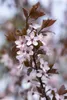 Prunus cerasifera 'Nigra', Blutpflaume, dunkelrot, 100–125 Produktbild-Vorschau 7