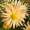 6 ks skorých zimných astier - Chrysanthemum 'Mary Stoker' | Náhľad obrázku produktu 1