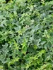Hedera helix 'Little Diamond', Efeu, grün-weiß, ca. 9x9 cm Produktbild-Vorschau 7