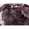 Heuchera "Blackberry Jam" - Purpurglöckchen "Blackberry Produktbild-Vorschau 2