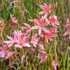 Mečík bahenní FloraSelf Schizostyllis coccinea 'Mrs Náhled obrázku produktu 2