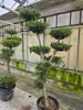 Olivenbaum Formschnitt Olea europea Pon Pon winterhart Produktbild-Vorschau 3