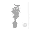 Bloomique - Polyscias Fabian - Aralia - Plante d’intérieur Voir les images du produit 4