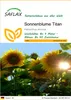 SAFLAX - Sonnenblumen Titan - 20 Samen - Helianthus annuus Produktbild-Vorschau 1