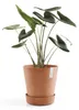 Ecopots Untersetzer mit Rädern 40 für Blumentöpfe - L 34,1 Produktbild-Vorschau 2