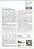 SAFLAX - Moso obří bambus - Phyllostachys pubescens - 20 Náhled obrázku produktu 3