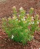 Choisya ternata 'Aztec Pearl', Orangenblume, weiß, 40–60 cm Produktbild-Vorschau 3
