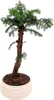Zimmerpflanze Araucaria Cunninghsmii P25 Bonsai Produktbild-Vorschau 5