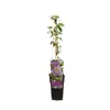 Passiflore Passiflora Purple Haze 40–60 cm – Fleurs Voir les images du produit 10