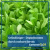 Kiepenkerl Gründüngung Winterraps Brassica napus 1 kg Produktbild-Vorschau 4