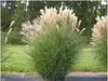 Stauden Gänge 1 x Miscanthus sinensis im 1 Liter Topf - Produktbild-Vorschau 1