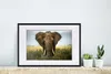 MuchoWow® Gerahmtes Poster Elefant - Natur - Gras - Tiere - Produktbild-Vorschau 4
