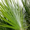 Bloomique - Chamaerops Humilis - Palma karłowata europejska Podgląd zdjęcia produktu 4
