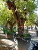 Drzewo granatu Sunny Tree XXL, Punica Granatum, 240 cm, Podgląd zdjęcia produktu 6