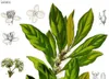 SAFLAX - Drzewo Laurowe Przyprawowe - 6 Nasiona - Laurus Podgląd zdjęcia produktu 8