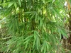 SAFLAX - Wapień-Bambus - 50 Nasiona - Dendrocalamus Podgląd zdjęcia produktu 5