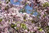 Malus 'Hillieri', Zierapfel, 100–125 cm Produktbild-Vorschau 3